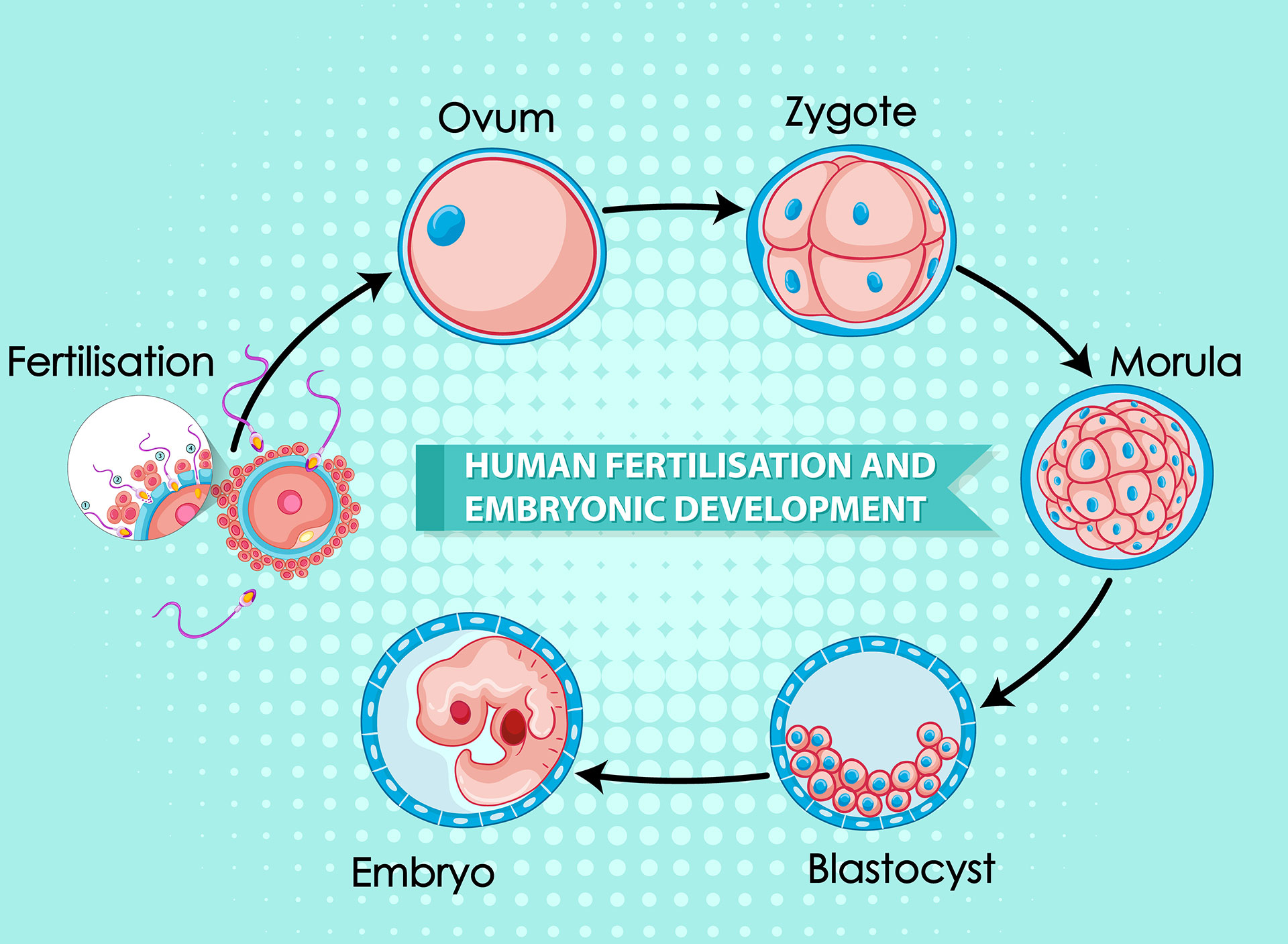 Blastocyst Culture and Transfer in Udaipur India