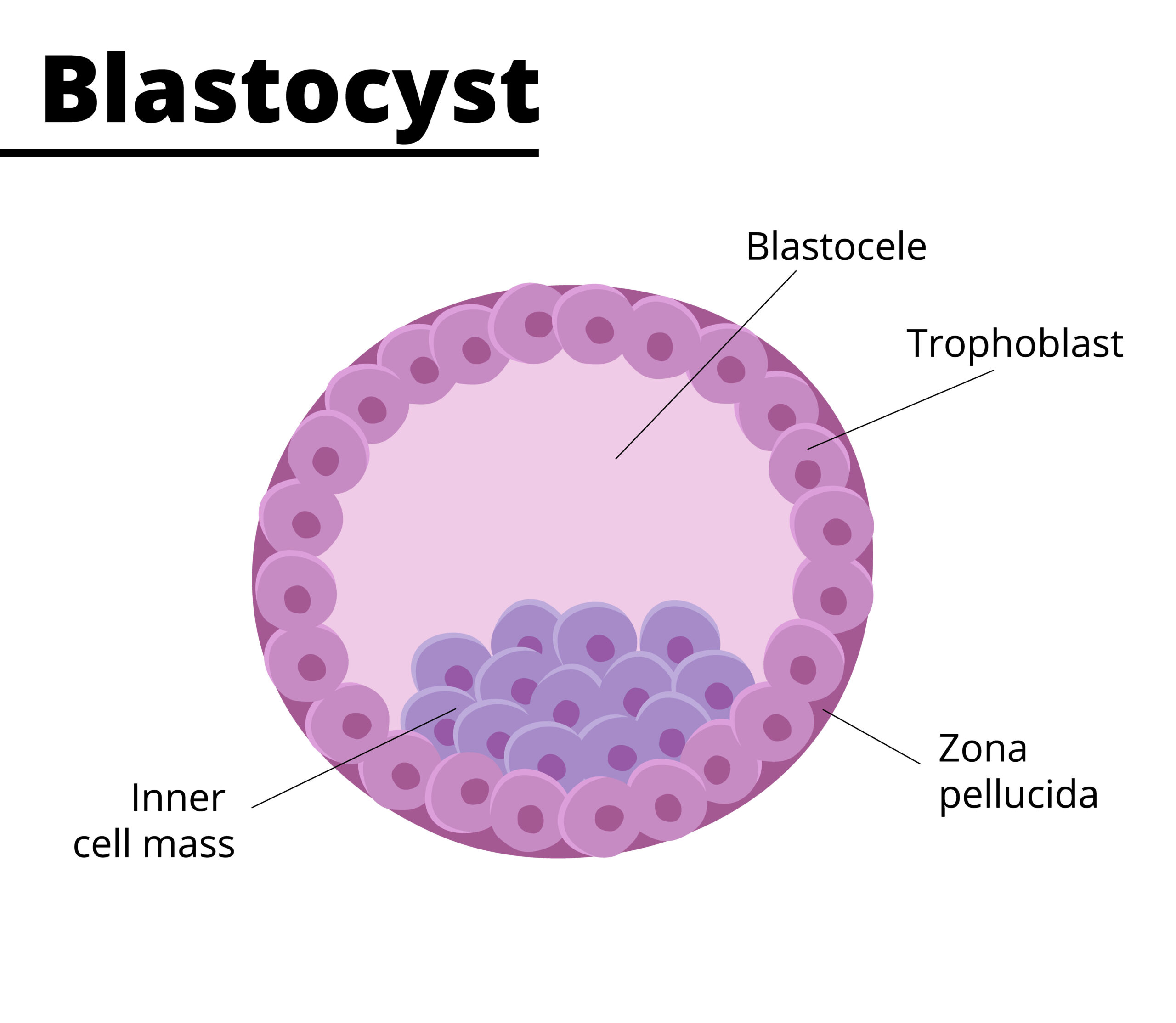Blastocyst Culture and Transfer in Udaipur