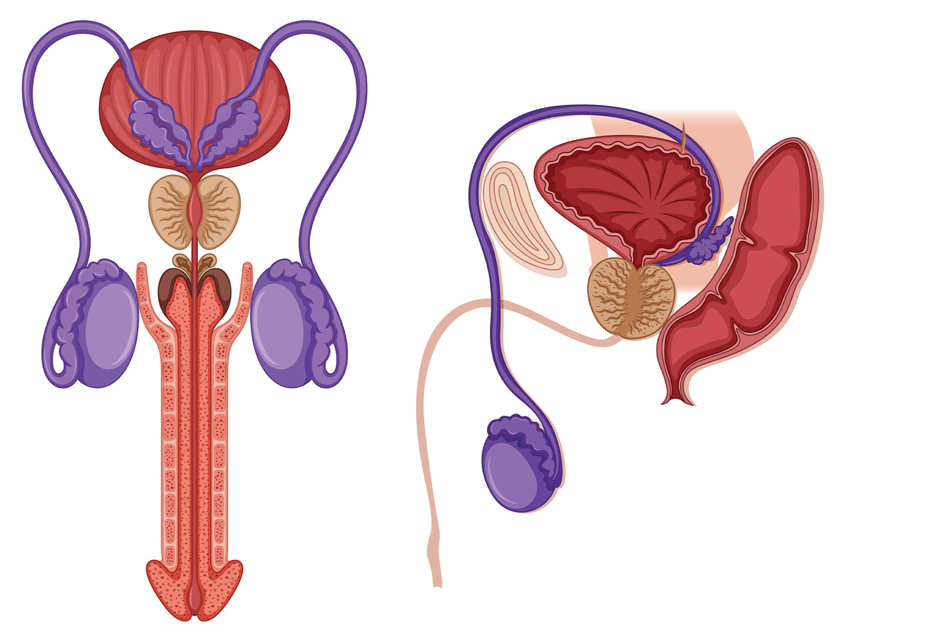 male infertility specialist